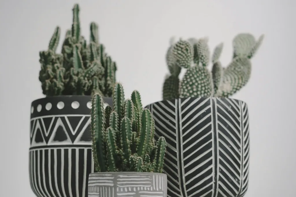 Plantas cam: cactus 